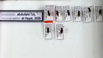 Bilim İnsanının Yeni Keşfettiği Sinek Türüne, Vefat Eden Oğlunun Adı Verildi