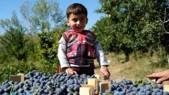 Cimin Üzümü Çekirdeği Antioksidan ve Antienflamatuvar Etkiler Gösterdi