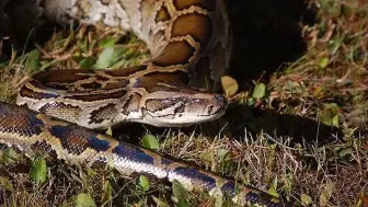 Florida'da Piton Yumurtalarına Karşı Akbabaların Rolü Ortaya Çıktı