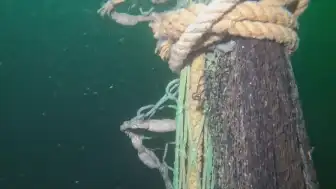 Deniz Yaşamını Koruma Derneği Marmara Denizi'nde 650 Bin Metrekare Hayalet Ağ Temizledi