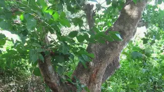 Doğanın En Tehlikeli Zehri: Striknin Ağacı ve Etkileri