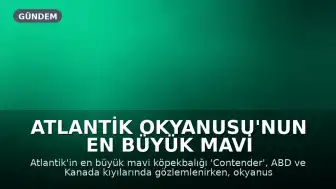 Atlantik Okyanusu'nun En Büyük Mavi Köpekbalığı, Artan Köpekbalığı Görüntülenmeleriyle ABD ve Kanada Kıyılarında Seyir Halinde