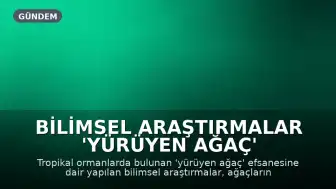 Bilimsel Araştırmalar 'Yürüyen Ağaç' Efsanesini Çürüttü