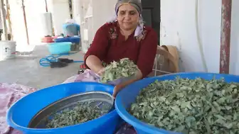 Şırnak'ta 30 Yıl Sonra Gelen Bereket: Meşe Yapraklarından Elde Edilen Gezu Geçim Kaynağı Oldu