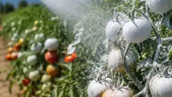 Tarımda Güneş Yanığına Karşı Kaolin Kili Uygulaması