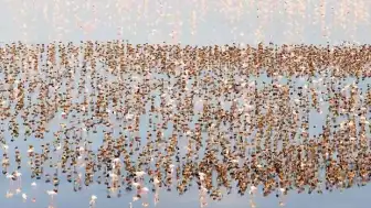 Tuz Gölü Havzası'nda Flamingo Rekoru: 12 Bin 800 Yeni Yavru