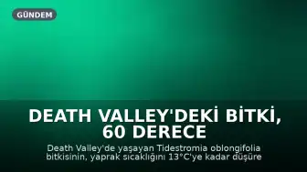 Death Valley'deki Bitki, 60 Derece Sıcaklığa Karşı Savunma Mekanizması Geliştirdi
