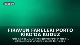 Firavun Fareleri Porto Riko'da Kuduz Taşıyıcısı Oldu