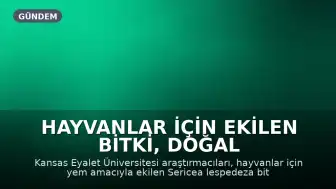 Hayvanlar İçin Ekilen Bitki, Doğal Çayırlarda Yayılma Tehdidi Oluşturdu
