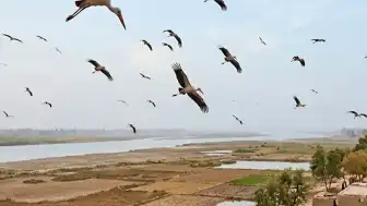 Hindistan'da Aşırı Sıcaklıklar Hayvanları ve İnsanları Olumsuz Etkiliyor