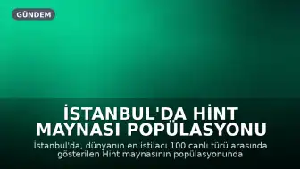 İstanbul'da Hint Maynası Popülasyonu Artıyor: Yerli Türler İçin Tehdit