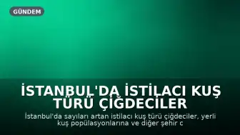 İstanbul'da İstilacı Kuş Türü Çiğdeciler Yerli Popülasyonlara Zarar Veriyor