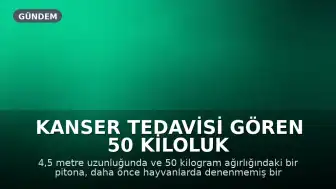 Kanser Tedavisi Gören 50 Kiloluk Piton Hayvan Sağlığı Açısından Tarihe Geçti