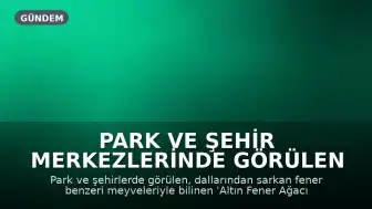 Park ve Şehir Merkezlerinde Görülen 'Altın Fener Ağacı' Merak Uyandırıyor