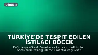 Türkiye'de Tespit Edilen İstilacı Böcek Türü Euwallacea fornicatus Ekolojik Dengeleri Tehdit Ediyor