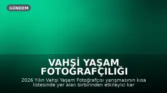 Vahşi Yaşam Fotoğrafçılığı Yarışması 2026 Kısa Listesi: Kutup Ayısı ve Sincap Görüntülendi