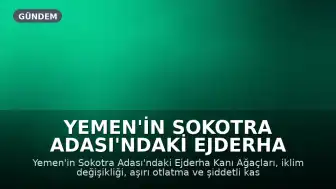 Yemen'in Sokotra Adası'ndaki Ejderha Kanı Ağaçları İklim Krizi ve İnsan Etkisiyle Yok Olma Tehlikesiyle Karşı Karşıya