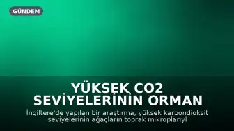 Yüksek CO2 Seviyelerinin Orman Büyümesi Üzerindeki Etkisi Araştırıldı