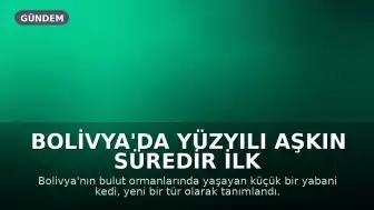 Bolivya'da Yüzyılı Aşkın Süredir İlk Kez Yeni Bir Yabani Kedi Türü Tanımlandı