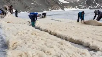 Buzulları Koruma İçin Koyun Yünü Kullanımı Deneniyor
