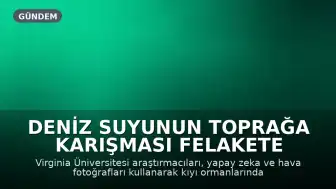 Deniz Suyunun Toprağa Karışması Felakete Yol Açtı: 10 Milyondan Fazla Ağaç Yok Oldu