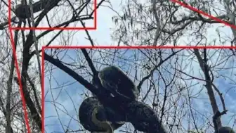 Florida'da Birmanya Pitonlarının Ağaçlara Tırmanma Alışkanlığı Araştırıldı