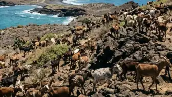 Galápagos Santiago Adası'nda Keçi Popülasyonunun Ekolojik Etkileri ve Restorasyon Çalışmaları