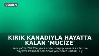 Kırık Kanadıyla Hayatta Kalan 'Mucize' Kartal İskoçya Sahillerinde Görüldü