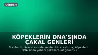 Köpeklerin DNA'sında Çakal Genleri Keşfedildi