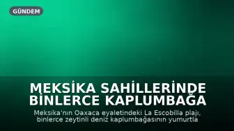 Meksika Sahillerinde Binlerce Kaplumbağa Yumurtlama İçin Kıyıya Çıktı