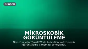 Mikroskobik Görüntüleme Yarışmasında Minik Canlılar Görücüye Çıktı