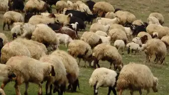 Norveç'te Koyun Çiftliğinde Dünya'nın En Eski Hayvan Fosilinden Biri Bulundu