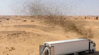 Sahra Çölü'nde Arı Kolonileri Sıcaklar Nedeniyle Telef Oldu, Basit Su Hasadı Yöntemleri Öne Çıktı