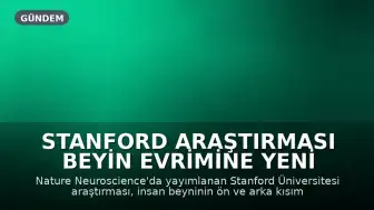 Stanford Araştırması Beyin Evrimine Yeni Bir Bakış Açısı Getiriyor