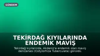 Tekirdağ Kıyılarında Endemik Maviş Denizanası Görüldü