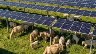 Tennessee'de Güneş Panelleri Arasında İnek Otlatma Projesi Başladı