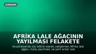 Afrika Lale Ağacının Yayılması Felakete Yol Açtı: Satışı Yasaklandı