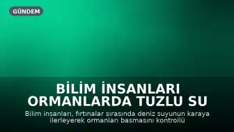 Bilim İnsanları Ormanlarda Tuzlu Su Baskınının Etkilerini TEMPEST Deneyiyle Araştırıyor