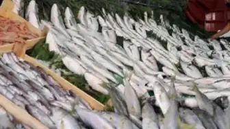 Bilim İnsanlarından Balık Tüketicilerine Uyarı: Hamsi, Palamut ve İstavritte Yüksek Oranda Mikroplastik Tespit Edildi