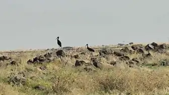 Diyarbakır'da Leylek Göçü Başladı: Nadir Kara Leylekler Görüldü