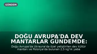 Doğu Avrupa'da Dev Mantarlar Gündemde: Ukrayna'da Kültür, Polonya'da Yabani Tür Büyüdü