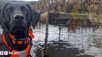 İstilacı 'Deniz Kusmuğusu' Avlayan Köpek Yılın Hayvanı Seçildi