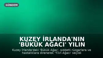 Kuzey İrlanda'nın 'Bükük Ağacı' Yılın Ağacı Seçildi
