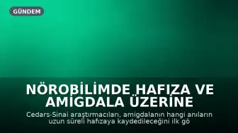 Nörobilimde Hafıza ve Amigdala Üzerine Çığır Açan Keşif: Anıların Kalıcılığı İlk Bakışta Belirleniyor