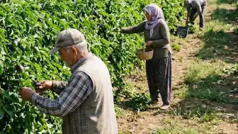 Tropikal Meyve Üretimi Türkiye'de Yaygınlaşıyor: Çarkıfelek Meyvesi Antalya ve Mersin'de Yetiştiriliyor