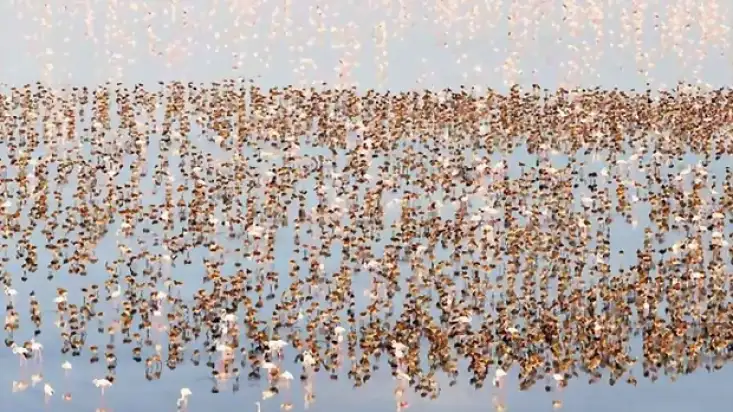 Tuz Gölü Havzası'nda Flamingo Rekoru: 12 Bin 800 Yeni Yavru