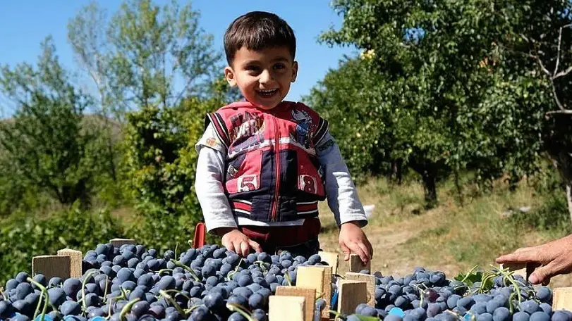 Cimin Üzümü Çekirdeği Antioksidan ve Antienflamatuvar Etkiler Gösterdi