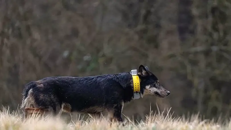 İtalya'da Kurt Popülasyonunda Köpek Melezleşmesi Endişe Veriyor