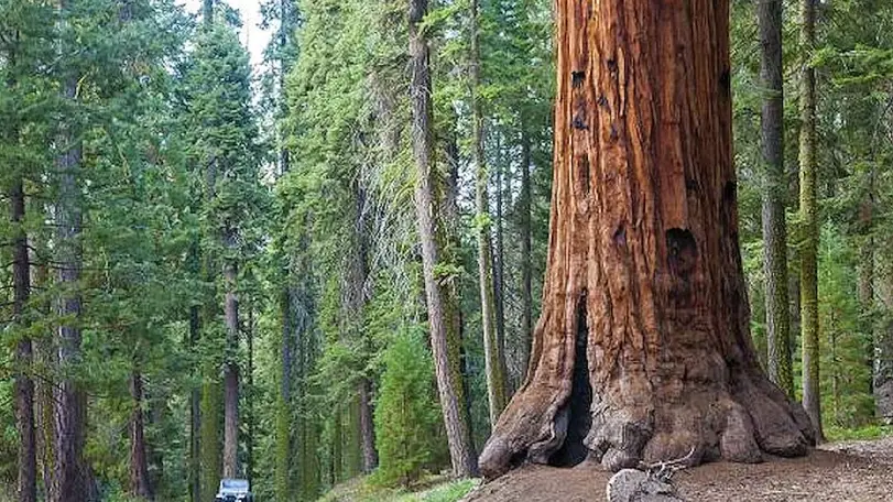 Nesli Tükendiği Sanılan Boz Kurt 100 Yıl Sonra Sequoia Ulusal Parkı'nda Görüldü