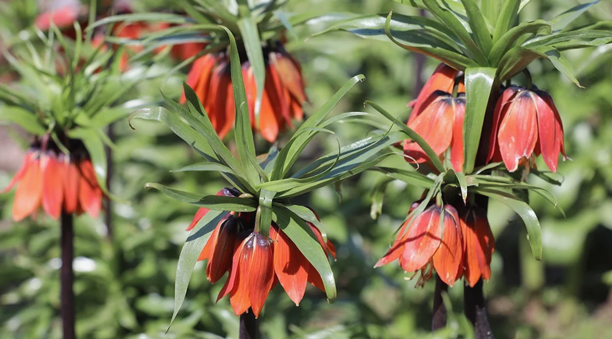 Beytüşşebap'ta 20 Gün Yaşayan Ters Lale Çiçekleri Koruma Altında